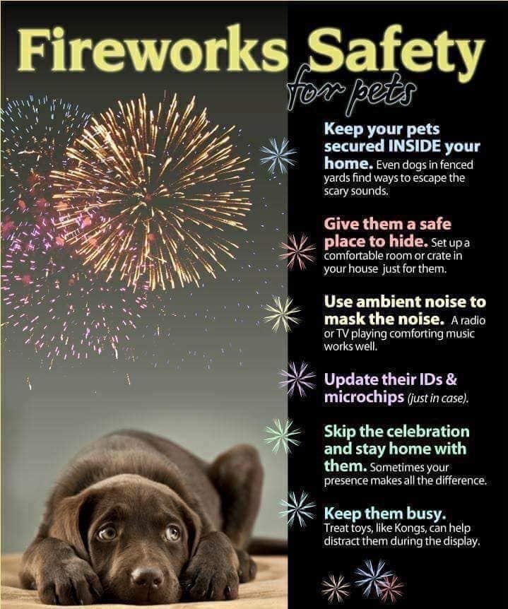 Fireworks safty for pet